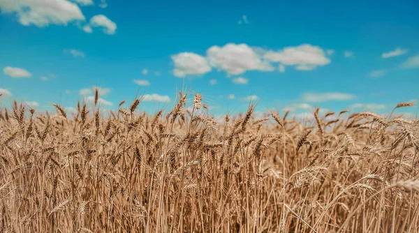 Campo Bonito Com Trigo Fundo Céu Azul — Fotografia de Stock