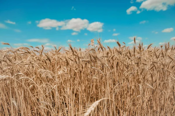 Campo Bonito Com Trigo Fundo Céu Azul — Fotografia de Stock