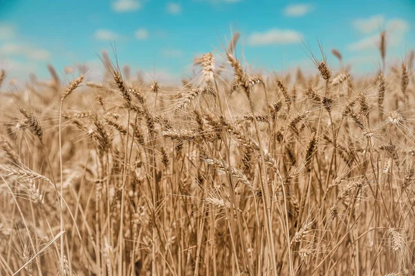 Красивое Поле Пшеницей Голубом Фоне Неба — стоковое фото