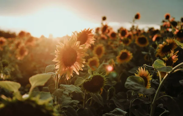 Hermosa Vista Del Prado Con Girasoles — Foto de Stock