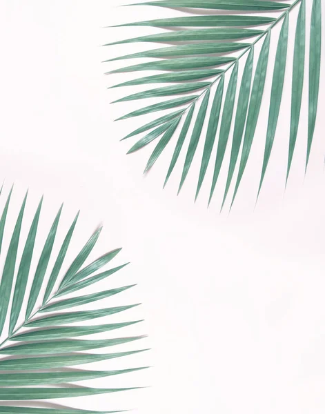 Palm Tree Färgstarka Bakgrund — Stockfoto