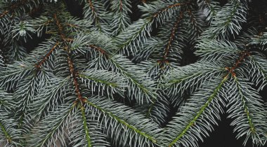 Yeşilçam ağacının dokusu.