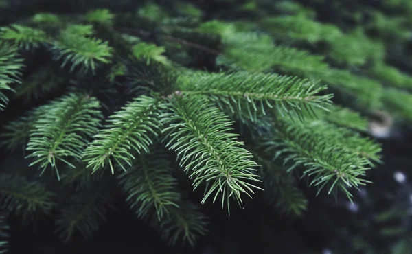 Textura Zeleného Borovicového Stromu — Stock fotografie