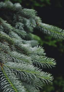 Yeşilçam ağacının dokusu.