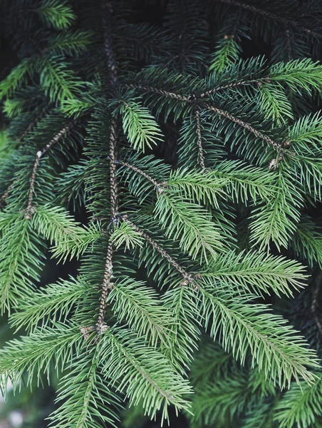 Textur Grön Tallträd — Stockfoto