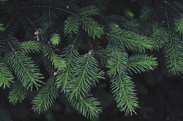 Textura Zeleného Borovicového Stromu — Stock fotografie