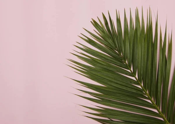 Palm Boom Blad Roze Achtergrond — Stockfoto