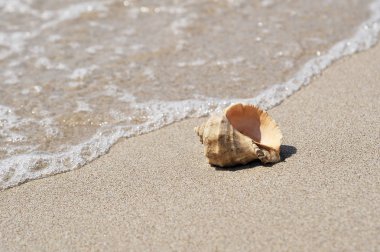Sahilde denizde büyük bir deniz kabuğu.