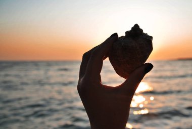 Sahilde denizde büyük bir deniz kabuğu.