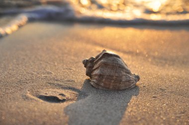 Sahilde denizde büyük bir deniz kabuğu.
