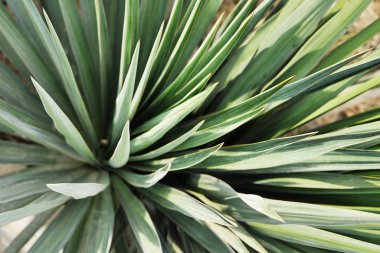 Bitkinin soyut dokusu.