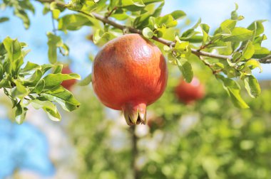 Ağaçta yetişen narlar. Doğal gıda konsepti. 
