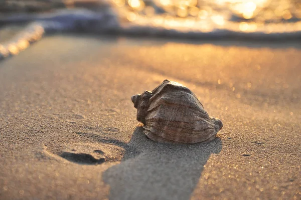 Sahilde denizde büyük bir deniz kabuğu.