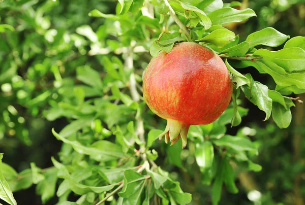 Granatäpfel Wachsen Baum Natürliches Ernährungskonzept — Stockfoto