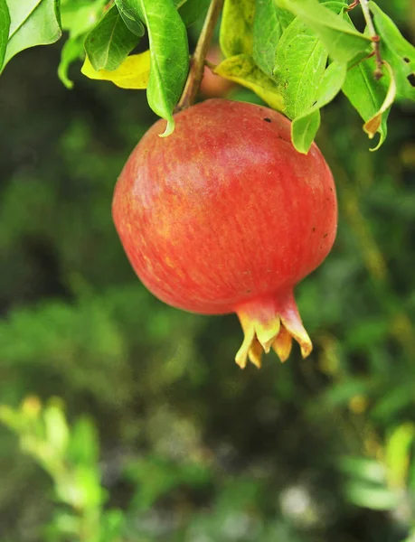 Granatäpfel Wachsen Baum Natürliches Ernährungskonzept — Stockfoto