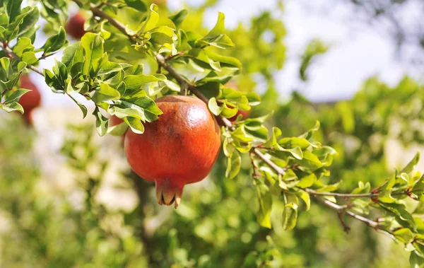 Granatäpfel Wachsen Baum Natürliches Ernährungskonzept — Stockfoto