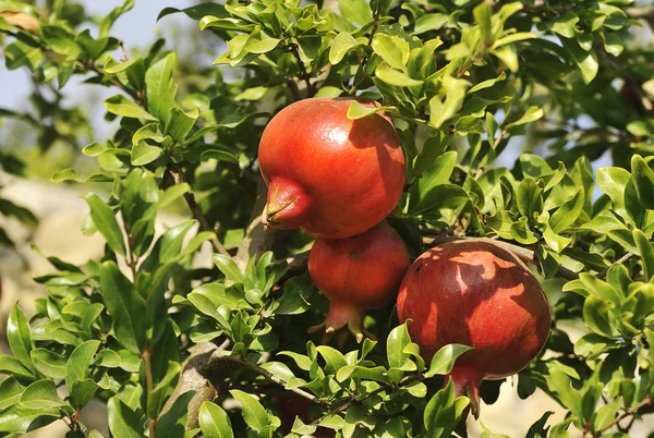 Pomegranates Growing Tree Natural Food Concept — Stock Photo, Image