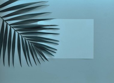 Renkli arkaplanda palmiye yaprakları.