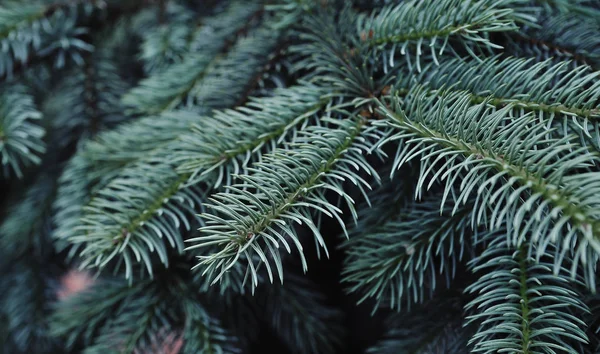 Texture Green Pine Tree — Stock Photo, Image
