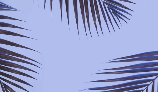 Пальмове Листя Рожевому Фоні Пробілом Копіювання — стокове фото