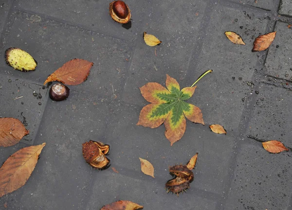 Folhas Outono Asfalto Com Gotas Chuva — Fotografia de Stock