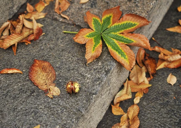 Осенние Листья Асфальте Каплями Дождя — стоковое фото