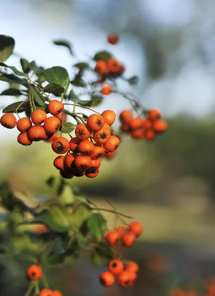 Ripe Rowanberry Στο Φόντο Του Φθινοπώρου — Φωτογραφία Αρχείου