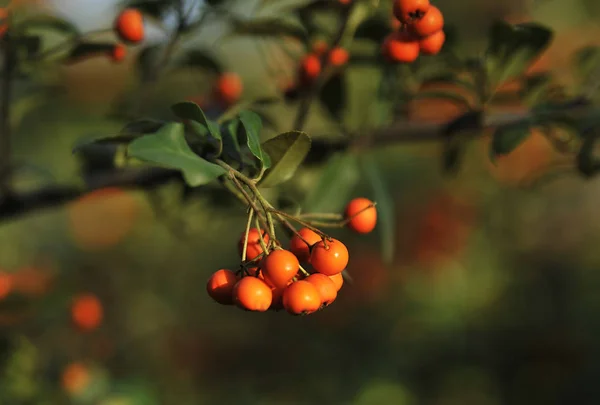 Zralé Rowanberry Podzimním Pozadí — Stock fotografie