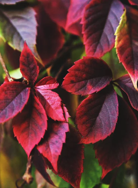 Fondo Otoño Textura Hojas Coloridas Otoño — Foto de Stock