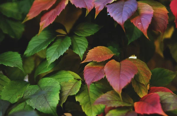 Fundo Outono Textura Folhas Outono Coloridas — Fotografia de Stock