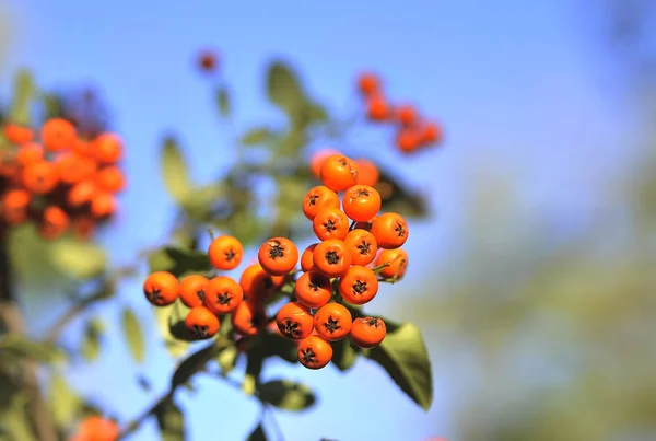 Rijpe Rowanberry Herfst Achtergrond — Stockfoto