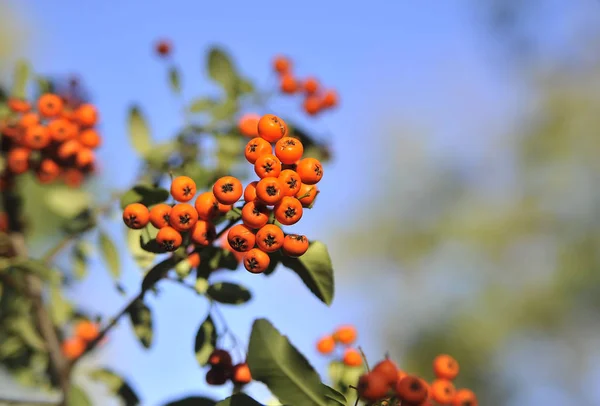 Zralé Rowanberry Podzimním Pozadí — Stock fotografie