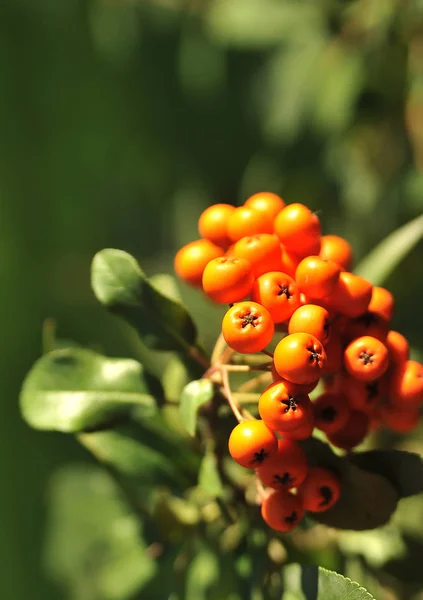 Rijpe Rowanberry Herfst Achtergrond — Stockfoto