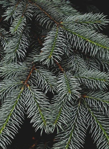 Textura Zeleného Borovicového Stromu — Stock fotografie