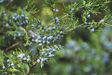 Sonbahar yaprakları mavi gökyüzü arka planında.