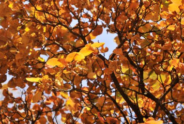 Sonbahar yaprakları mavi gökyüzü arka planında.