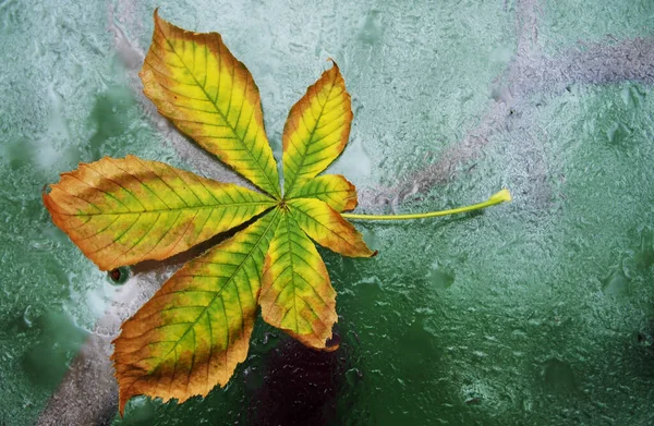 Φύλλα Φθινοπώρου Στο Γυάλινο Τραπέζι — Φωτογραφία Αρχείου