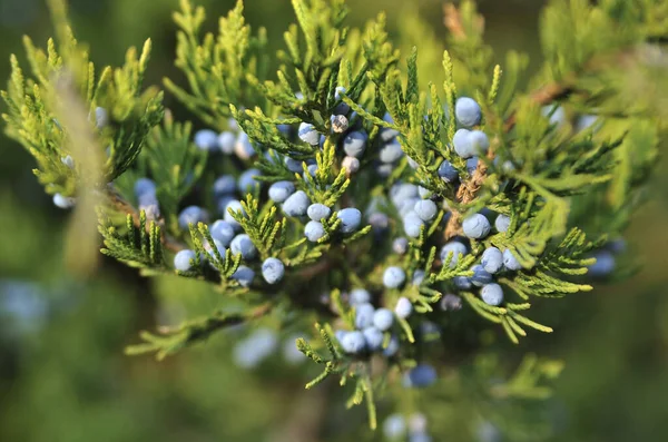 Jesienne Liście Tle — Zdjęcie stockowe