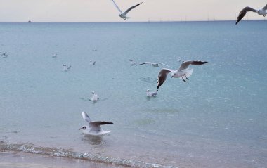 Sahildeki martılar.