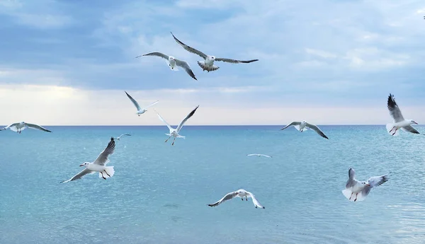 Seagulls Beach — Stock Photo, Image