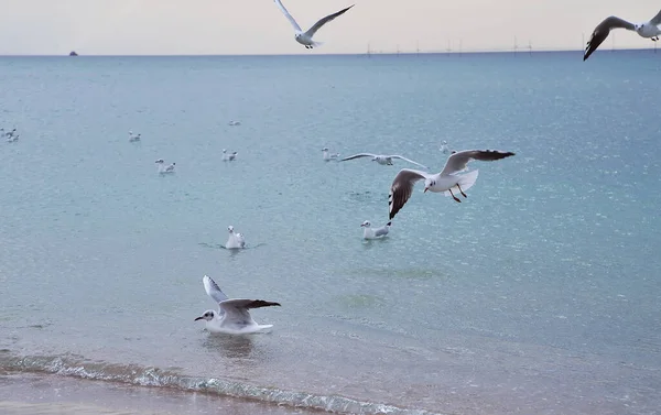 Mouettes Sur Plage — Photo