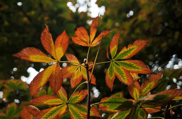 Las Hojas Otoño Árbol — Foto de Stock