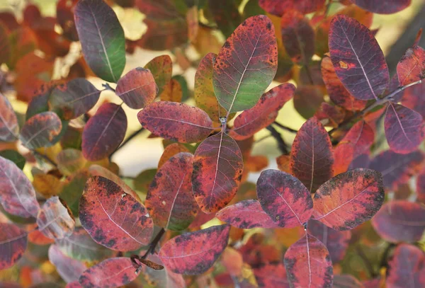 Las Hojas Otoño Árbol — Foto de Stock