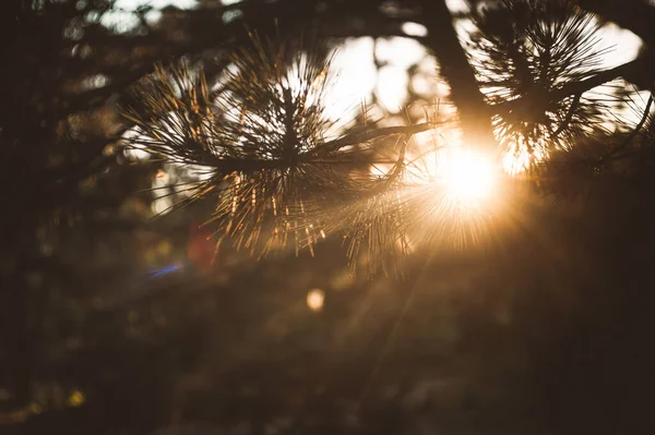 Lever Soleil Dans Forêt — Photo