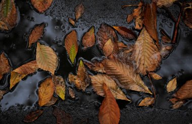 Sonbahar yaprakları su birikintisinde