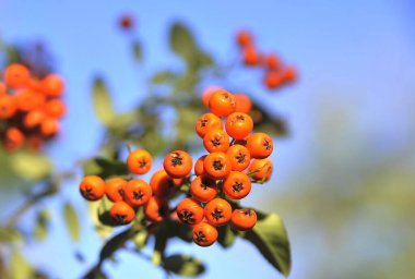 Sonbahar arka planında olgun rowanberry. 