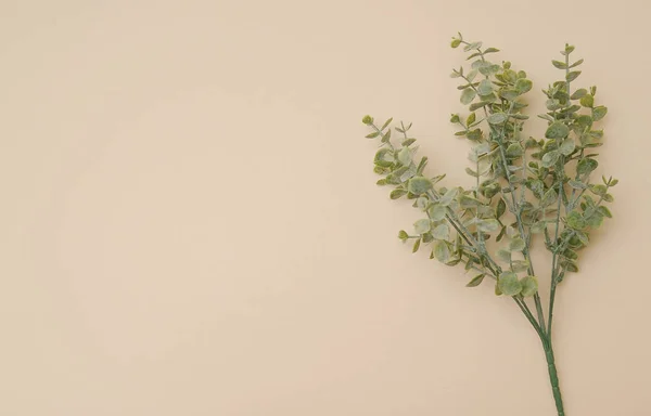 Bézs Színű Monokromatikus Hátterű Mesterséges Virágágak — Stock Fotó