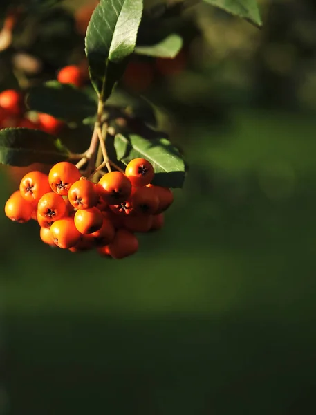 Zralé Rowanberry Podzimním Pozadí — Stock fotografie