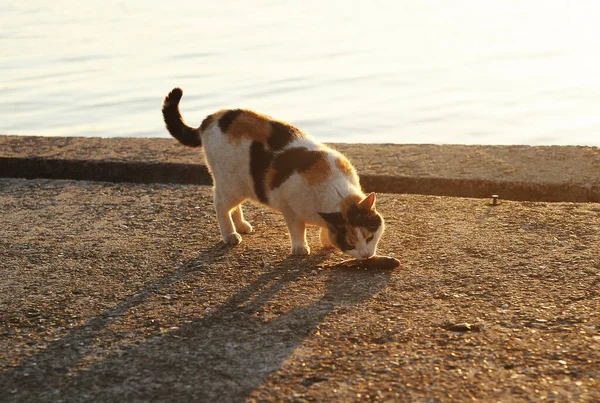 Katt Med Fisk Stranden — Stockfoto