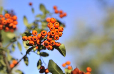 Sonbahar arka planında olgun rowanberry. 